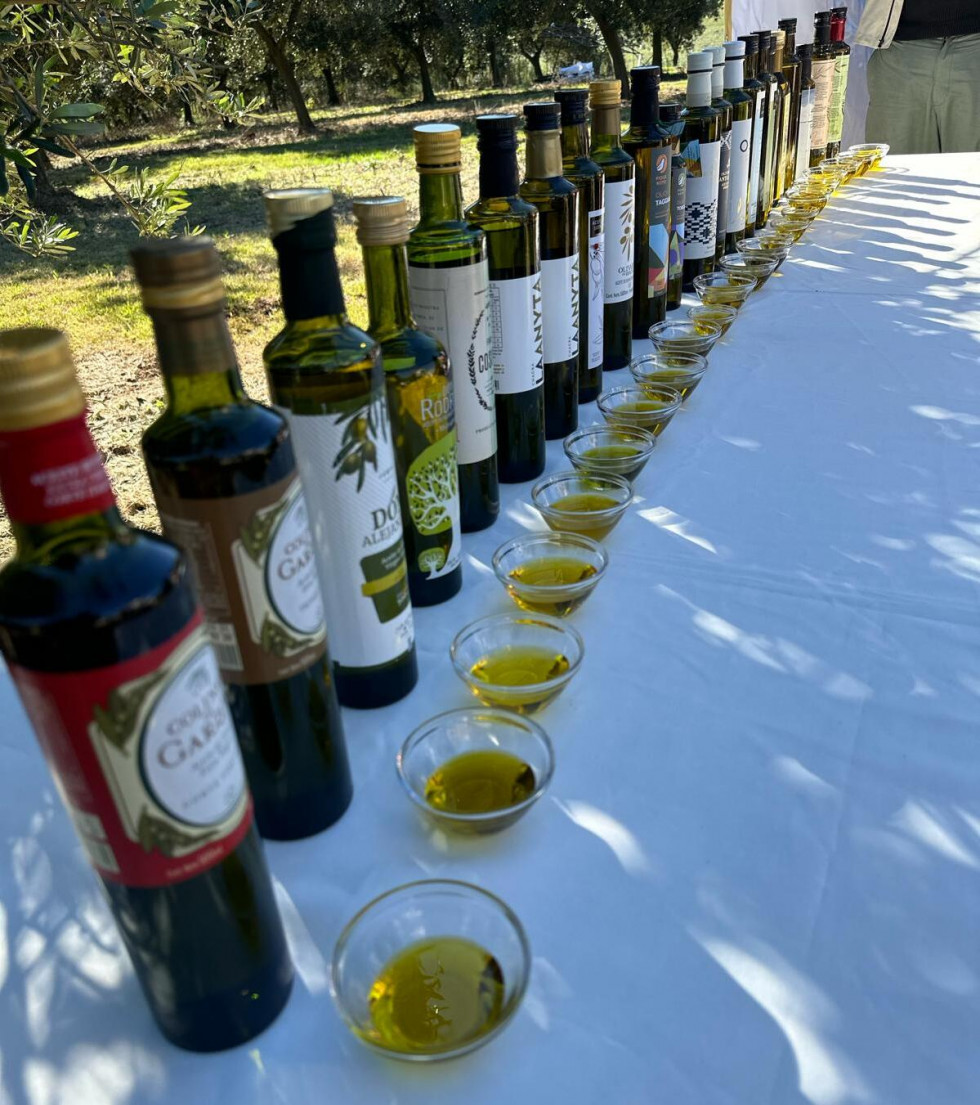Cosecha olivos uruguay23 24 oleo030524