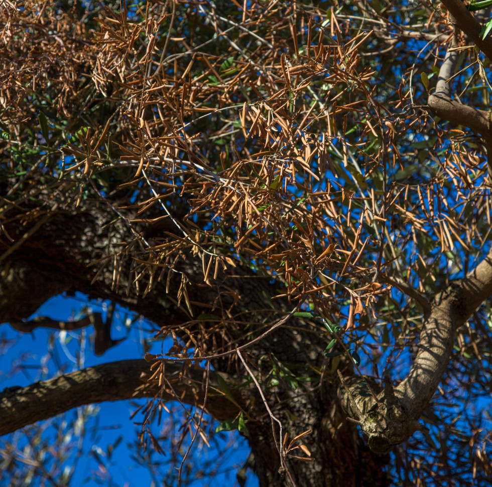 Xylella fastidiosa extremadura vigilancia oleo160524