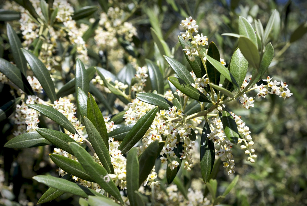 Olive flor do cazorla mayo oleo210524