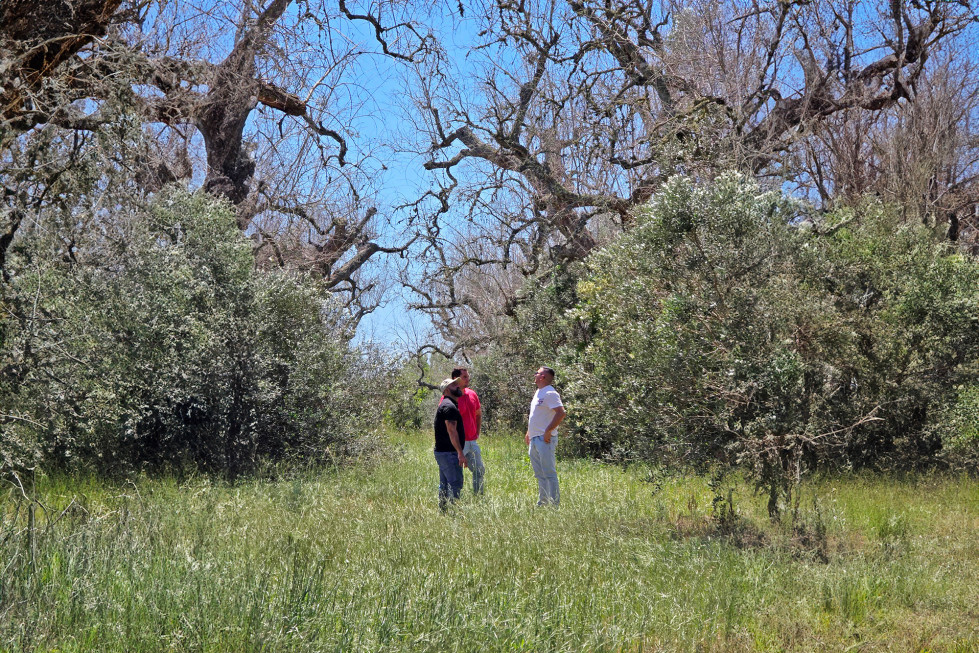 BALAM Agriculture visita a una de las fincas afectadas por Xylella Fastidiosa en Italia oleo080524