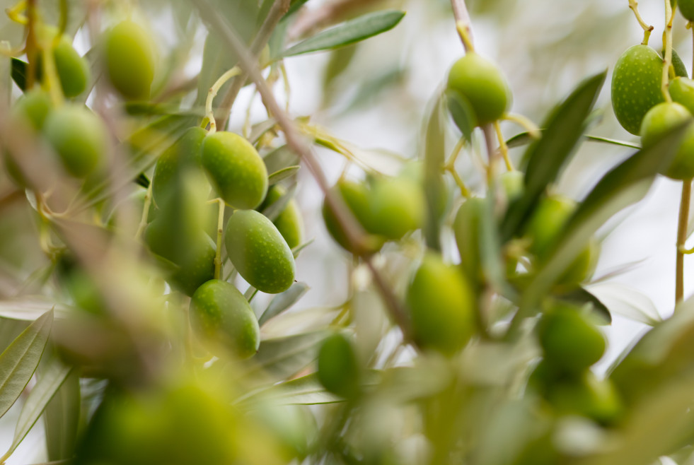 Prays olivo agr by prado prevencion oleo280524