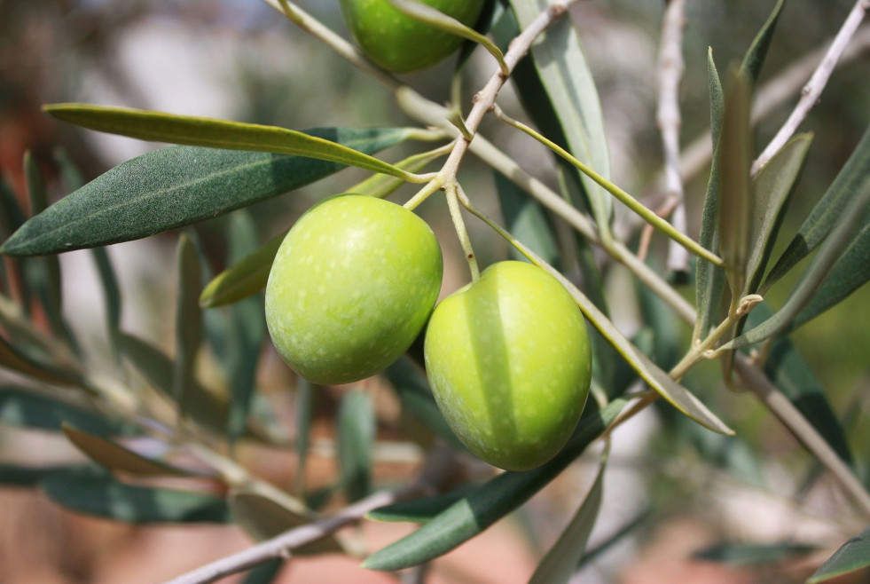Olives leaves Copyright by  Nat Aggiato Pixabay oleo300524