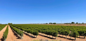 Olivar Tertius alboris mancha oleo120624