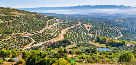 Plataforma olivar nuevos oleo010724