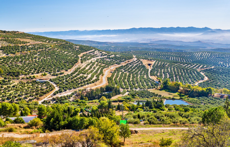 Plataforma olivar nuevos oleo010724