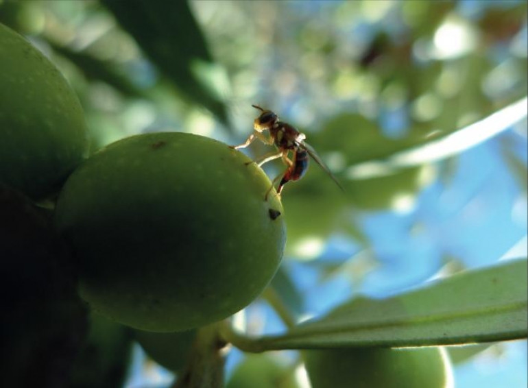 Mosca olivo alertas raiff oleo020724