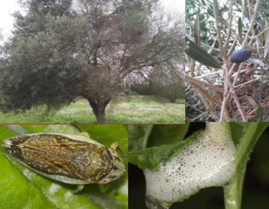 Sanidad vegetal  XylellaFastidiosa  Síntomas  adelfa junta extremadura2 oleo080724
