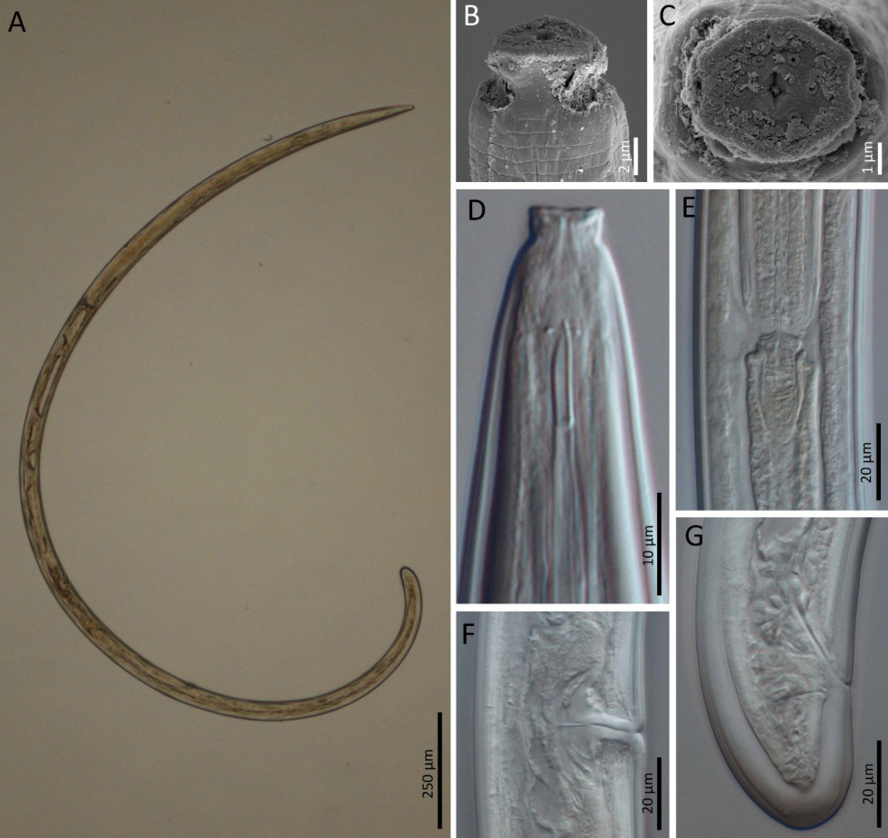 Soil O Live nematodo oleo02092024