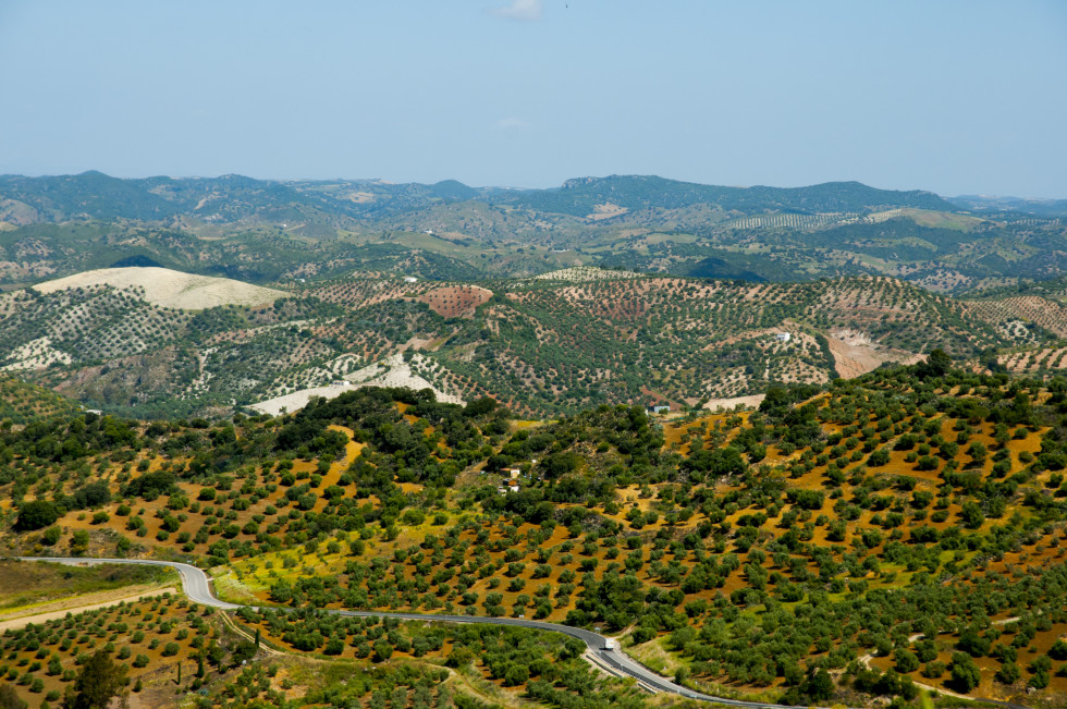 Previsiones olivar malaga oleo101024