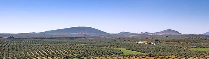 Dop antequera aove historia oleo021224