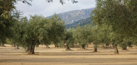 Olivos Mediterráneo  Roses Girona, Cataluña Alt Emporda oleo191224