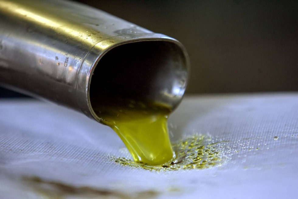 Castilla la mancha produccion aceite oliva oleo120225
