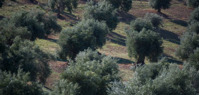 Siniestralidad agro agroseguro2024 oleo130225