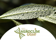 AGROCLIM OLIVE oleo210325