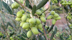 Olivo canarias oleo010425