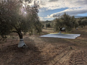 Go bicapa olivar citoliva oleo020425