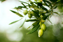 Inversion olivar aragon GreenPods  Sienna IM oleo040425