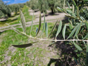 DOP Aceite Sierra de Cazorla Diario de Campo oleo040425