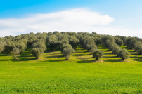Alga energy bioestimulantes olivar oleo070425