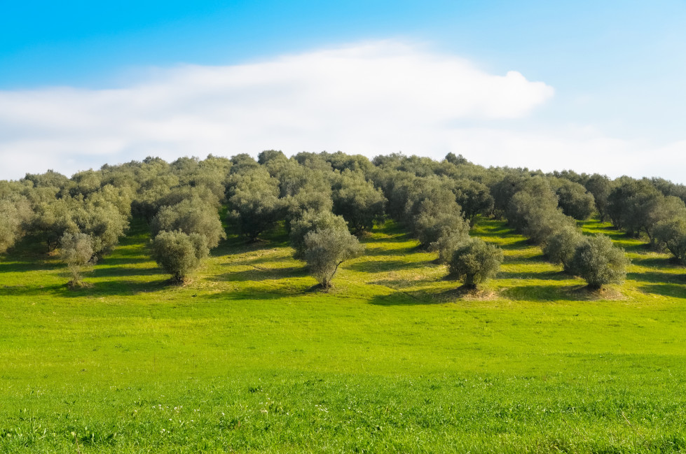 Alga energy bioestimulantes olivar oleo070425