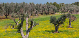 Xylella olivar puglia oleo020525