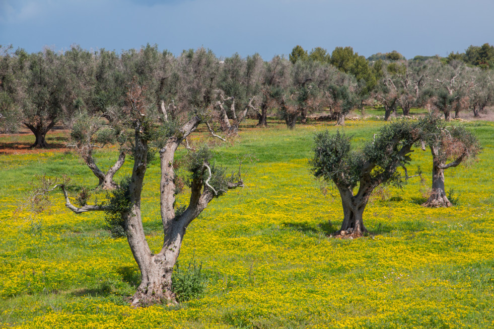 Xylella olivar puglia oleo020525
