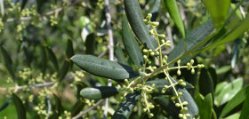 Olivo dop cazrola oleo050525