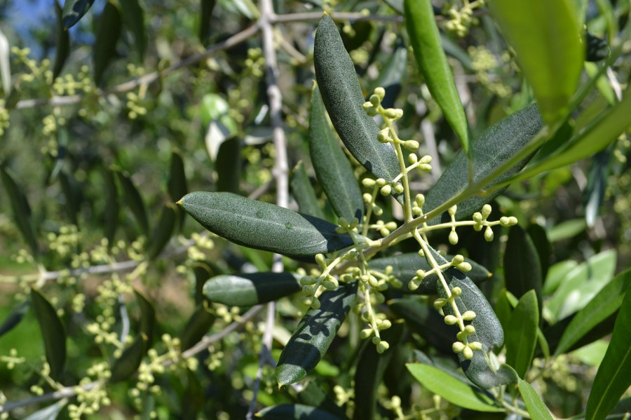 Olivo dop cazrola oleo050525