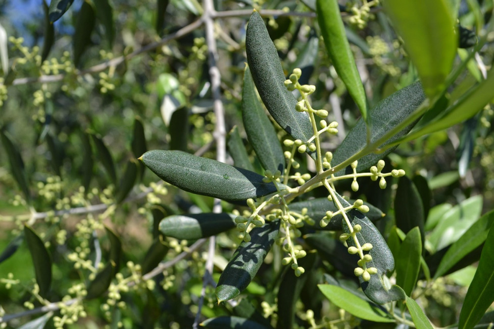 Olivo dop cazrola oleo050525