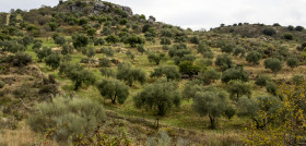 Megaplantas junta tala olivar oleo130525