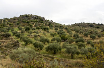 Megaplantas junta tala olivar oleo130525