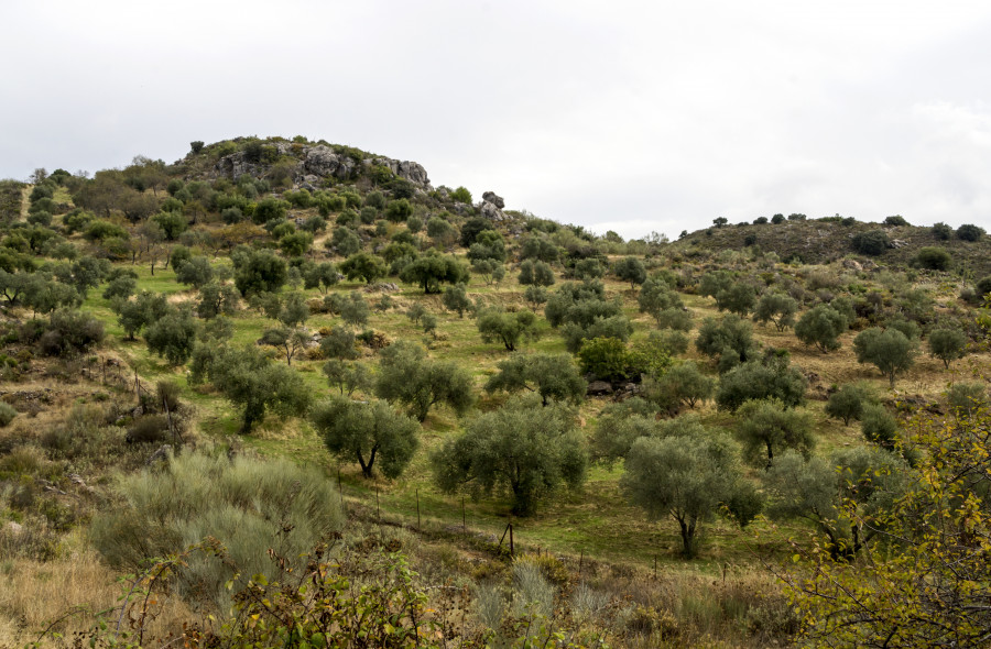 Megaplantas junta tala olivar oleo130525