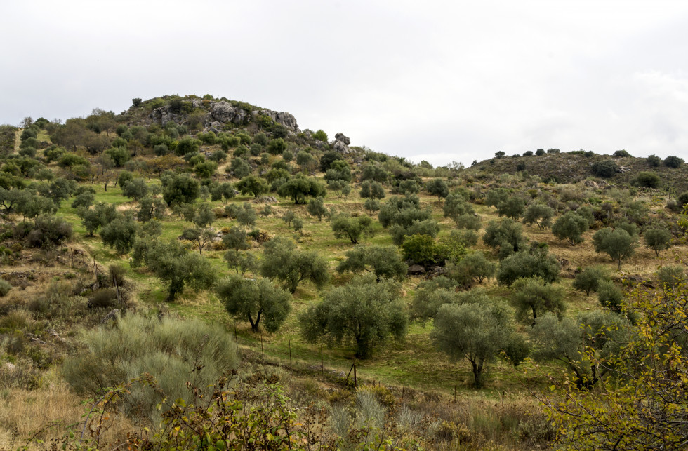 Megaplantas junta tala olivar oleo130525