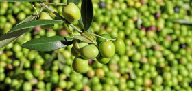 Proyecto europeo OrganicClimateNET oleo160525