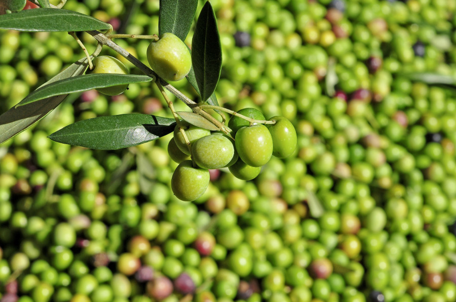 Proyecto europeo OrganicClimateNET oleo160525
