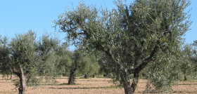 Riefoli imidra oleo200525