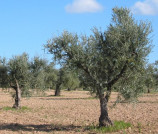 Riefoli imidra oleo200525