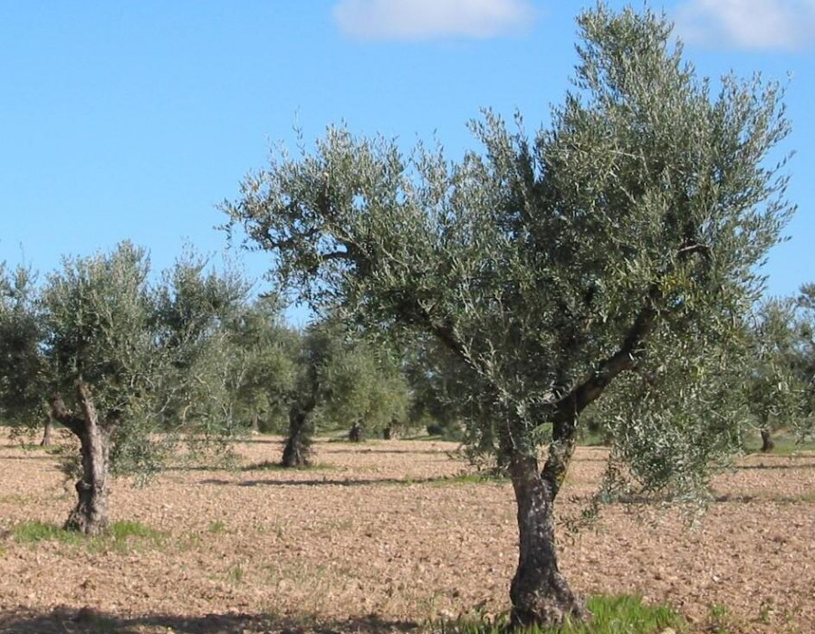 Riefoli imidra oleo200525