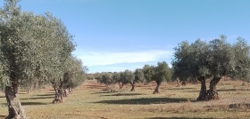 Olivar madrid go  RIEFOLI 2 oleo210525
