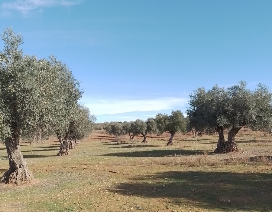 Olivar madrid go  RIEFOLI 2 oleo210525