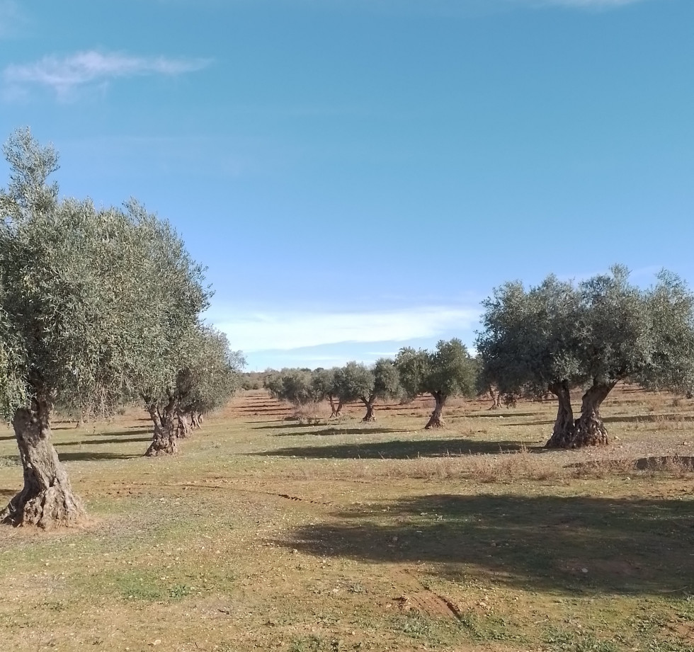 Olivar madrid go  RIEFOLI 2 oleo210525