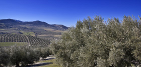 Olivos granada upa oleo220525