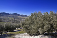 Olivos granada upa oleo220525