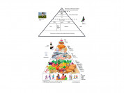Estudio3 science diect dietamed oleo230525