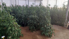 Carboliva Almeria oleo300525