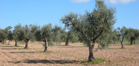 Olivar madrid imidra oleo030625