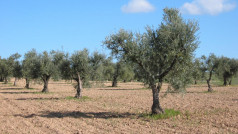 Olivar madrid imidra oleo030625