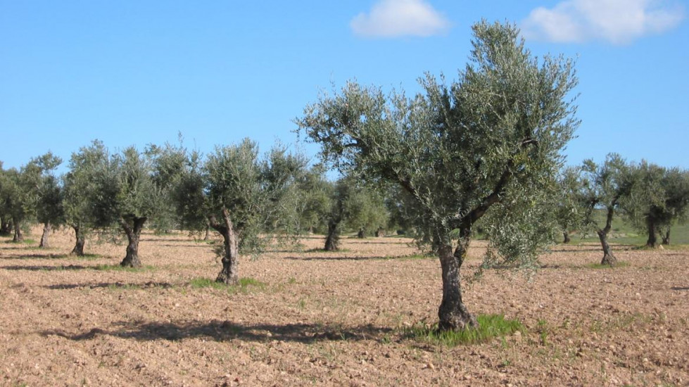 Olivar madrid imidra oleo030625