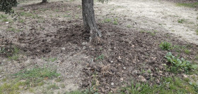 Herbicidas corteva olivaar oleo060525