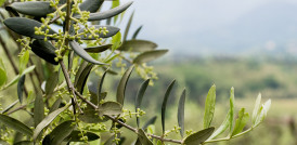Control plagas CITOLIVA oleo060625